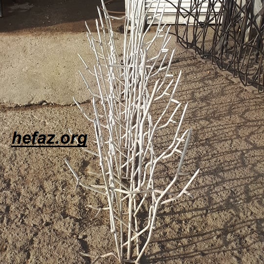حفاظ شاخ گوزنی کم تراکم