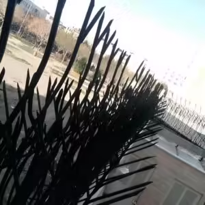هزینه تولید و نصب شاخ گوزنی