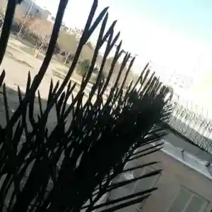 هزینه تولید و نصب شاخ گوزنی