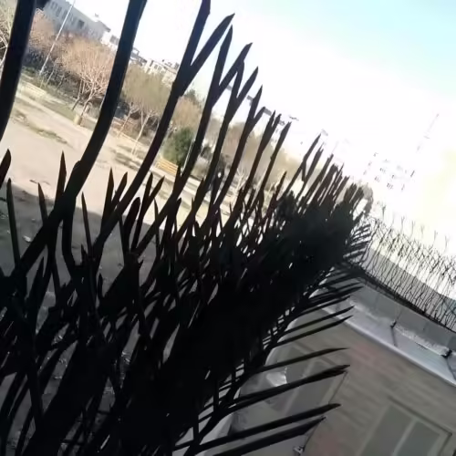 هزینه تولید و نصب شاخ گوزنی