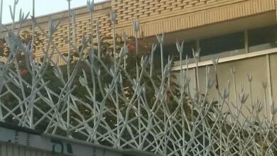 حفاظ شاخ گوزنی در آبادان