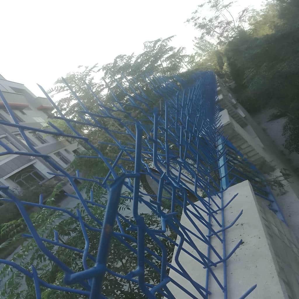 حفاظ شاخ گوزنی در رشت