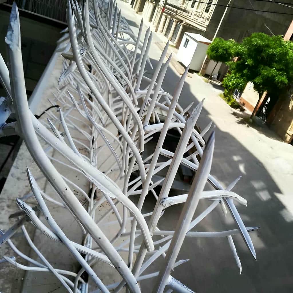 ارزیابی حفاظ شاخ گوزنی در مشهد
