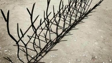 حفاظ شاخ گوزنی در بومهن