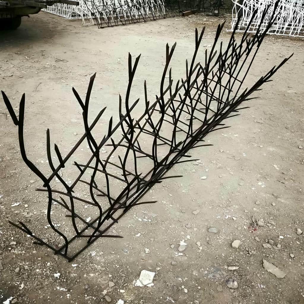 حفاظ شاخ گوزنی در بومهن