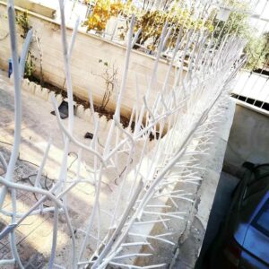 حفاظ شاخ گوزنی در عظیمیه کرج