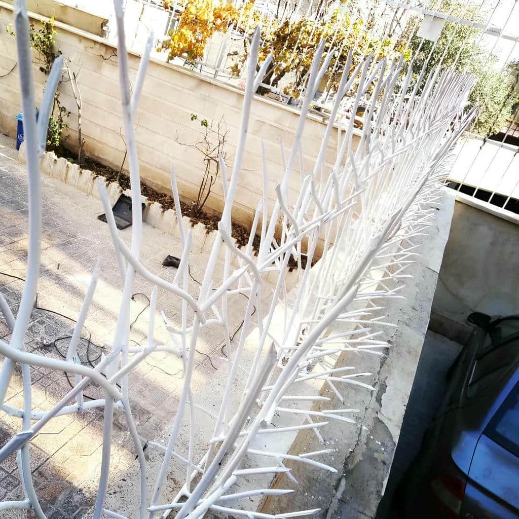 حفاظ شاخ گوزنی در بندر لنگه