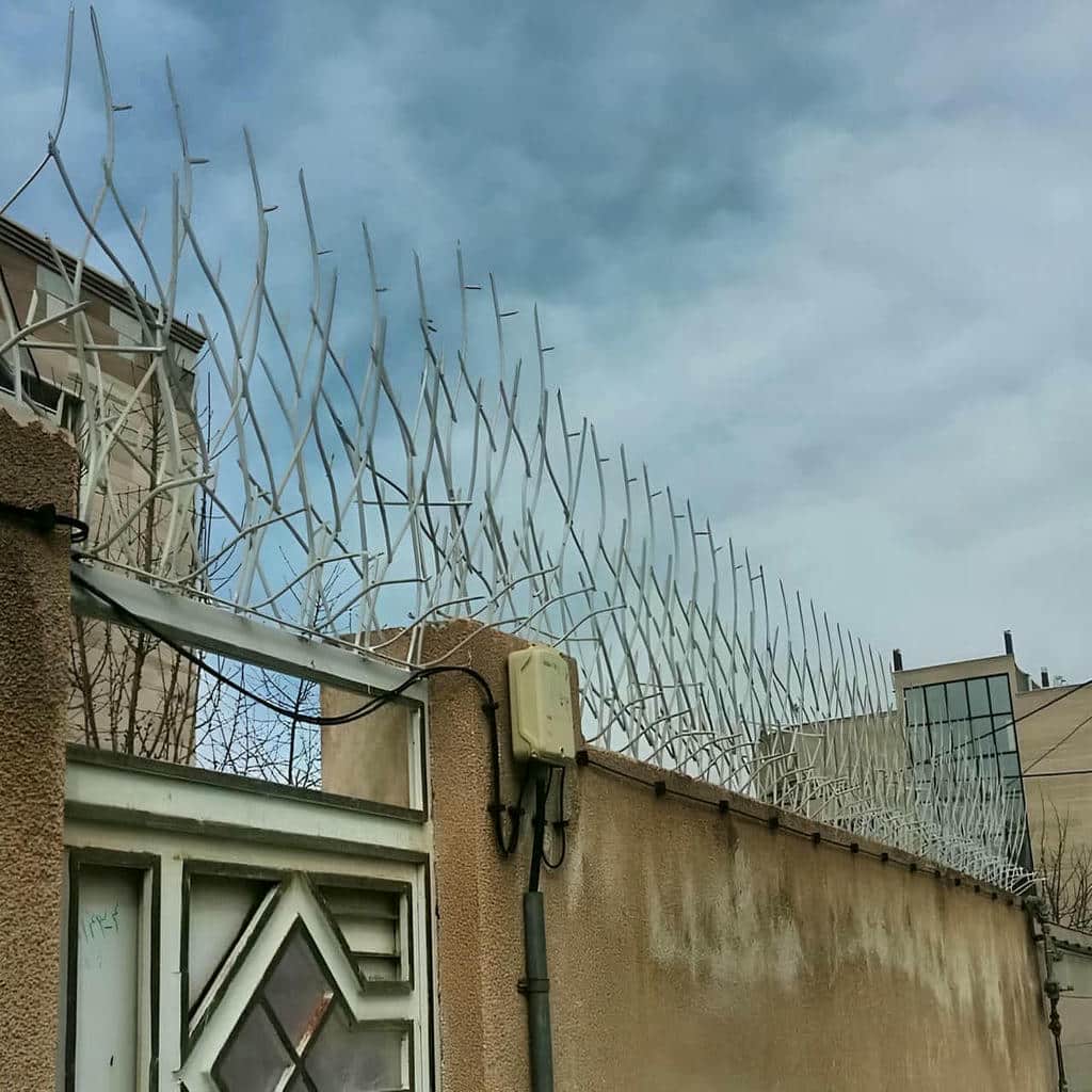 حفاظ شاخ گوزنی در کاشان