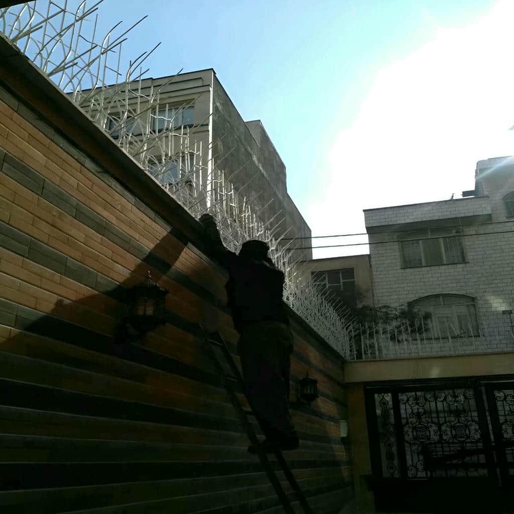 حفاظ شاخ گوزنی در زاهدان