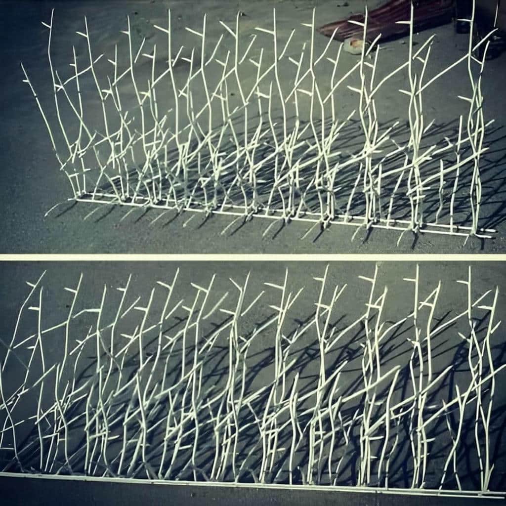 ارزیابی حفاظ شاخ گوزنی در بوشهر