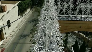 حفاظ شاخ گوزنی در آمل