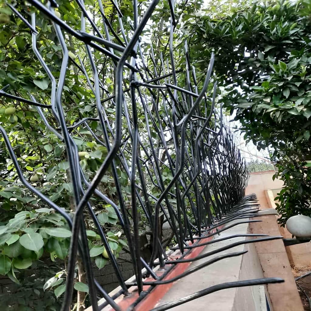 ارزیابی حفاظ شاخ گوزنی در رشت