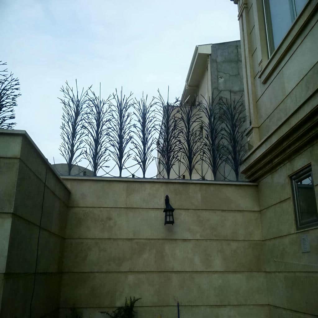 توضیحات حفاظ شاخ گوزنی در استان گیلان