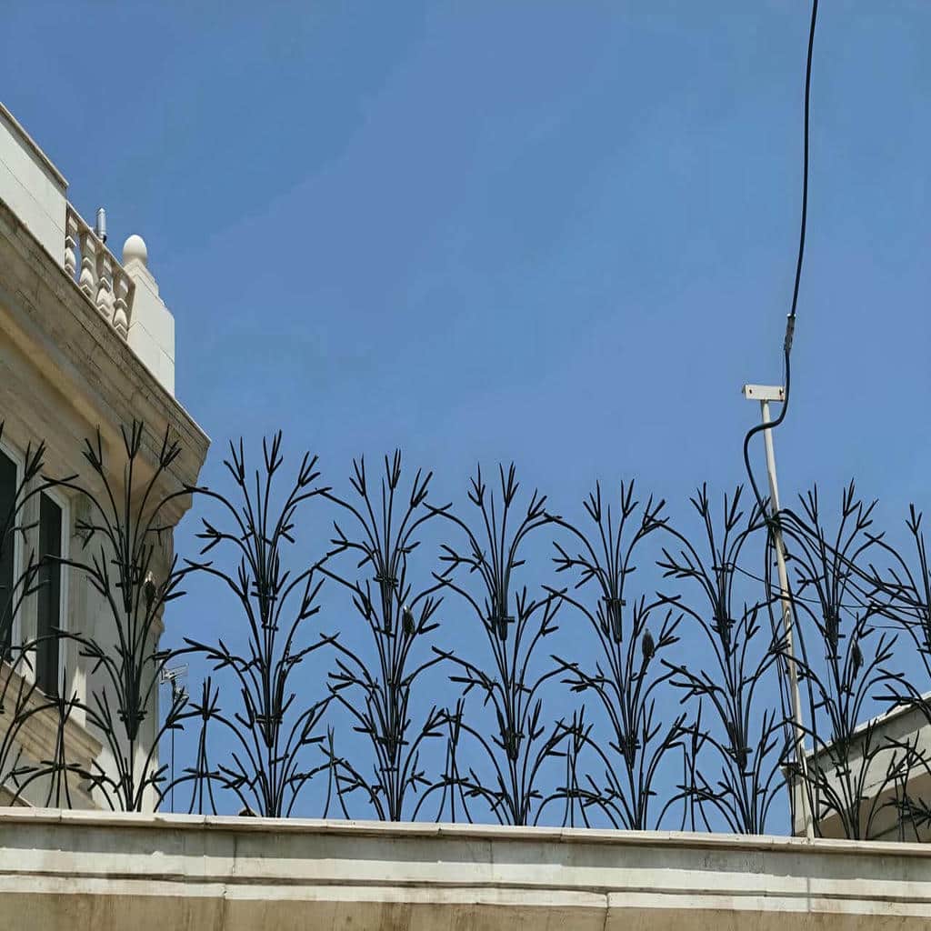تحلیل حفاظ شاخ گوزنی در کرمان تحلیل حفاظ شاخ گوزنی در کرمان
