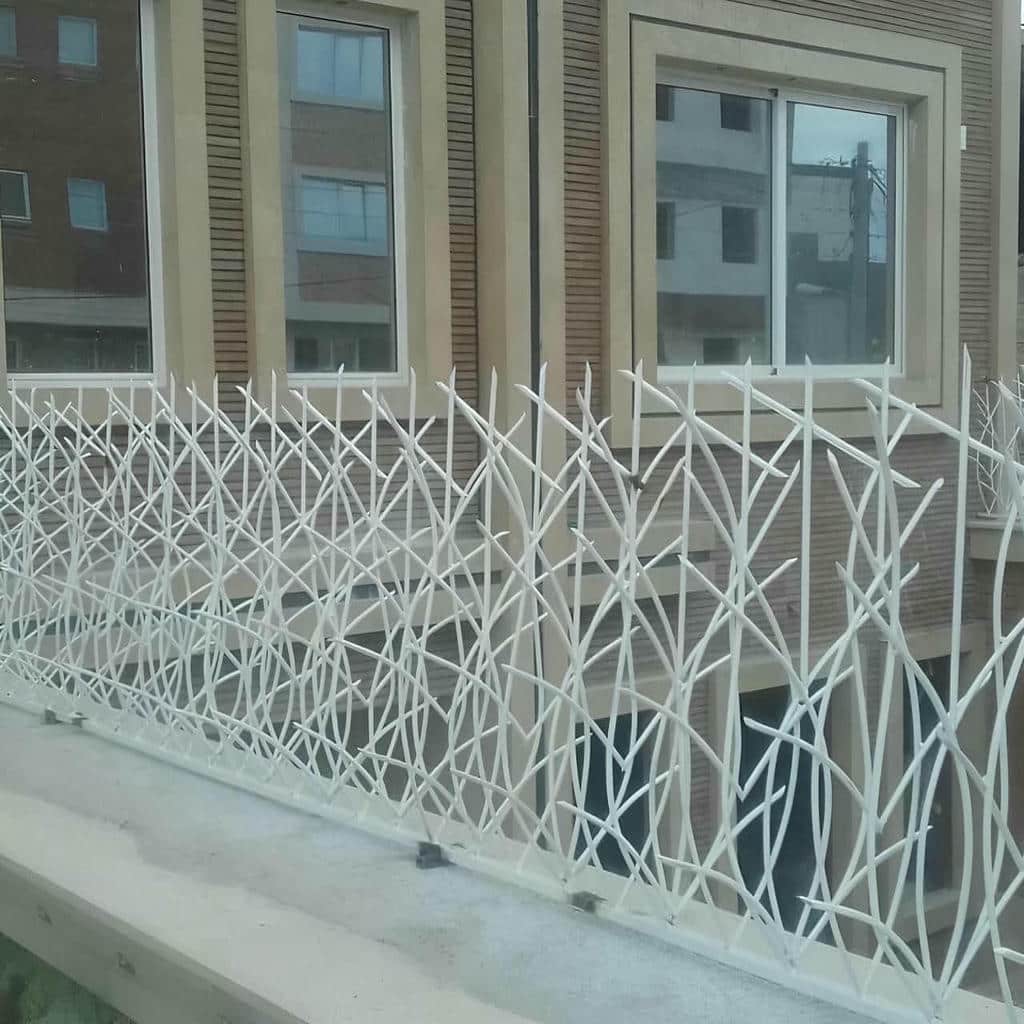 حفاظ شاخ گوزنی در اشتهارد