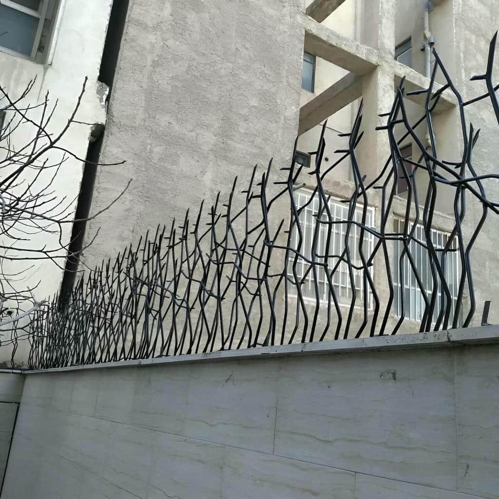 حفاظ شاخ گوزنی در سمنان