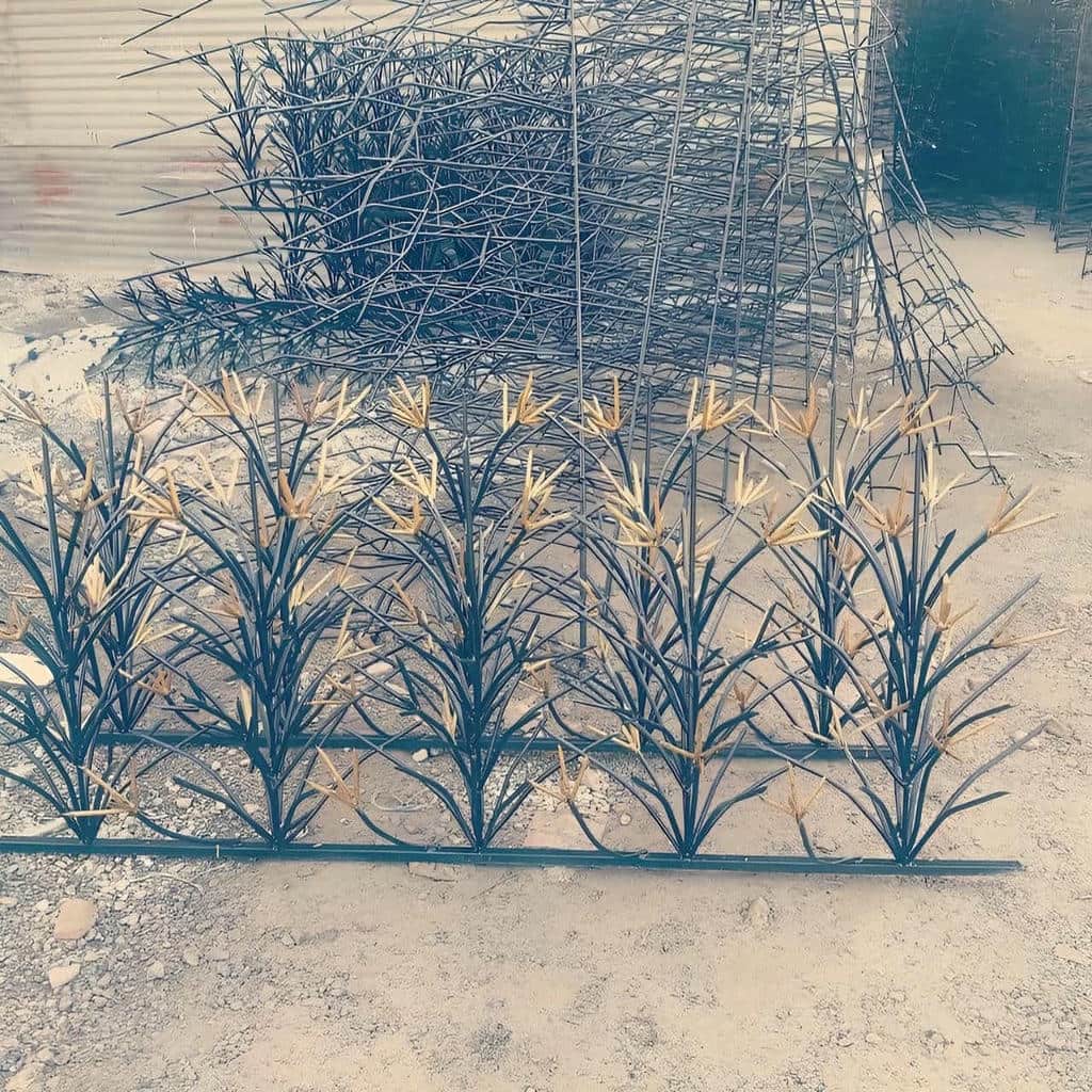 حفاظ شاخ گوزنی در بوشهر