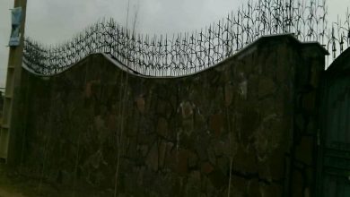 حفاظ شاخ گوزنی در تبریز
