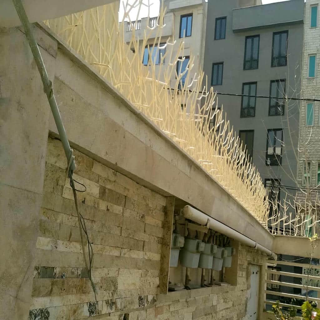 توضیحات حفاظ شاخ گوزنی در ایرانشهر