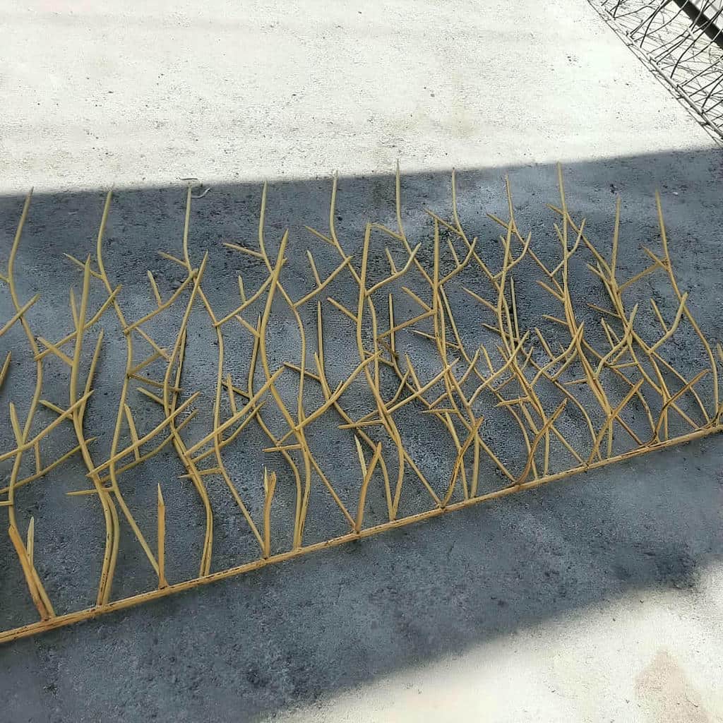 حفاظ شاخ گوزنی در قشم