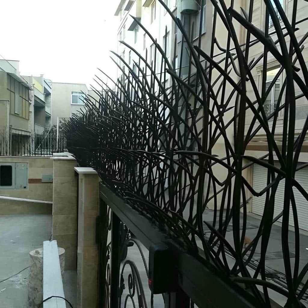 ارزیابی حفاظ شاخ گوزنی در یاسوج
