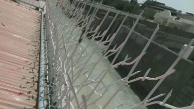حفاظ شاخ گوزنی در ساوه