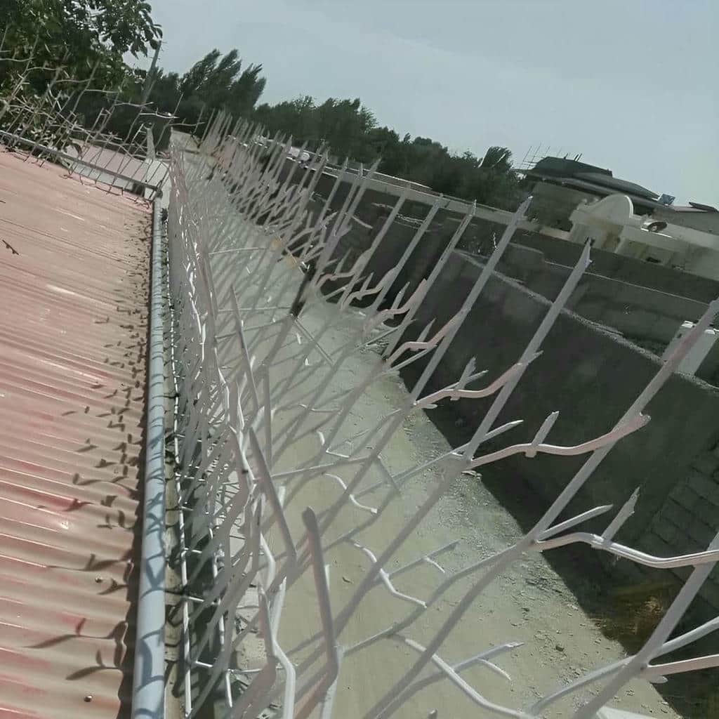 حفاظ شاخ گوزنی در ساوه
