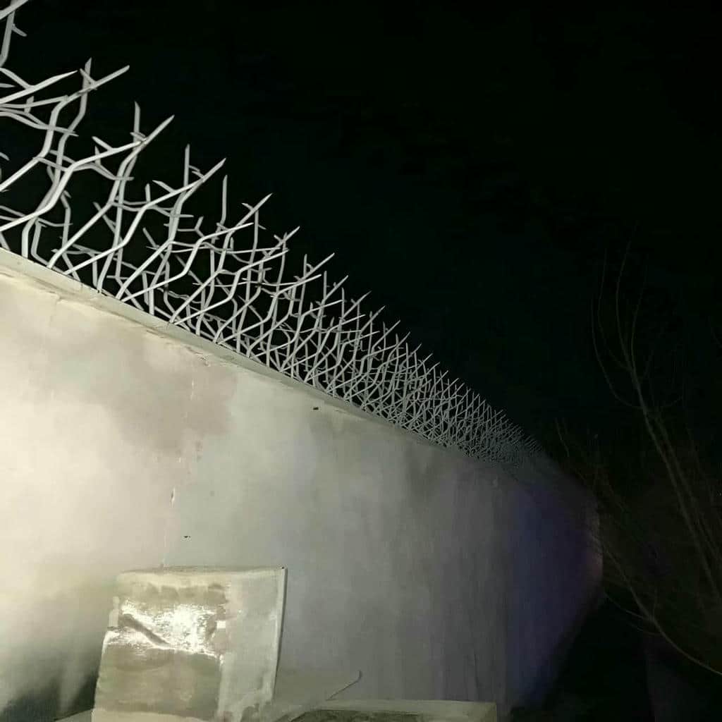ارزیابی حفاظ شاخ گوزنی در چالوس