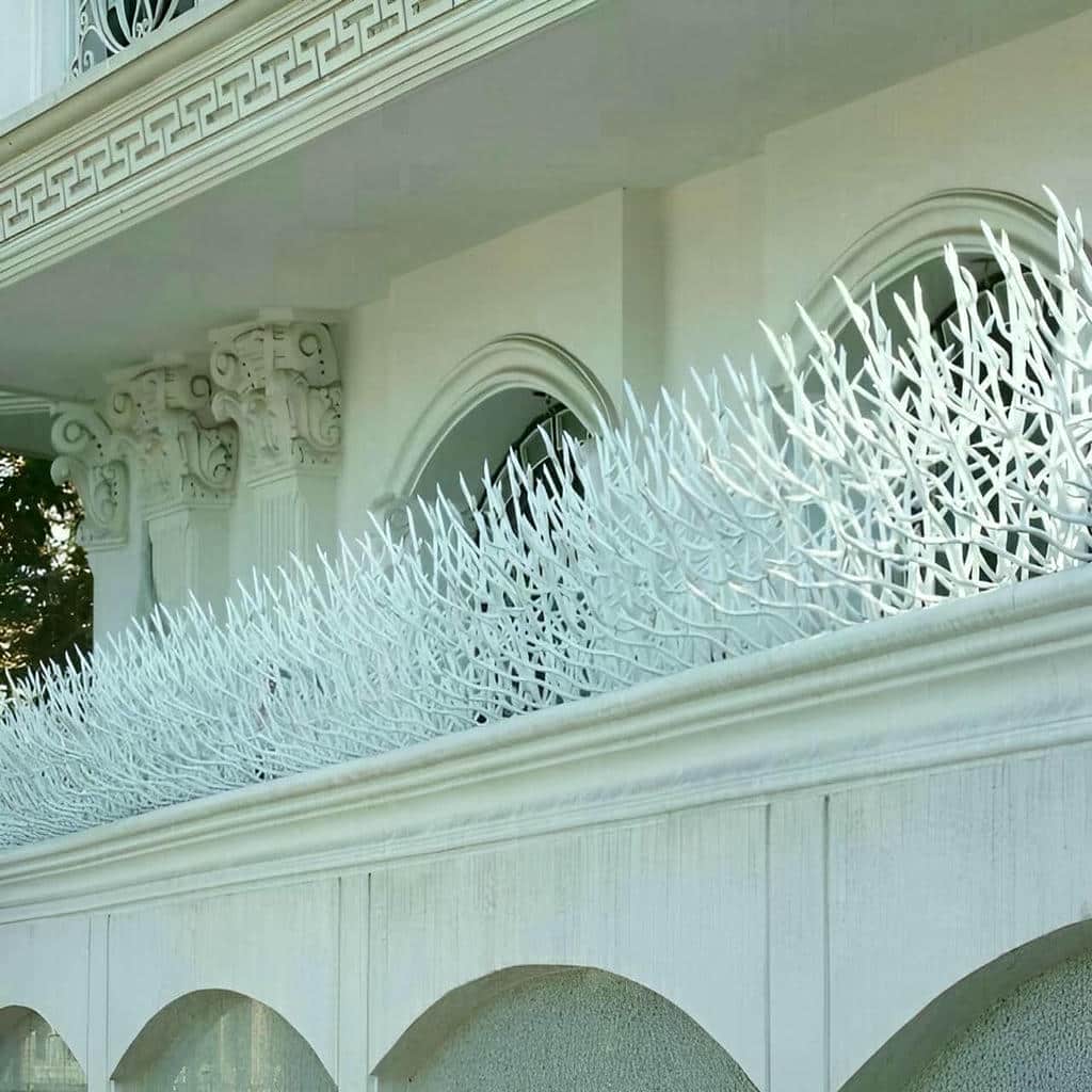 حفاظ شاخ گوزنی در مریوان