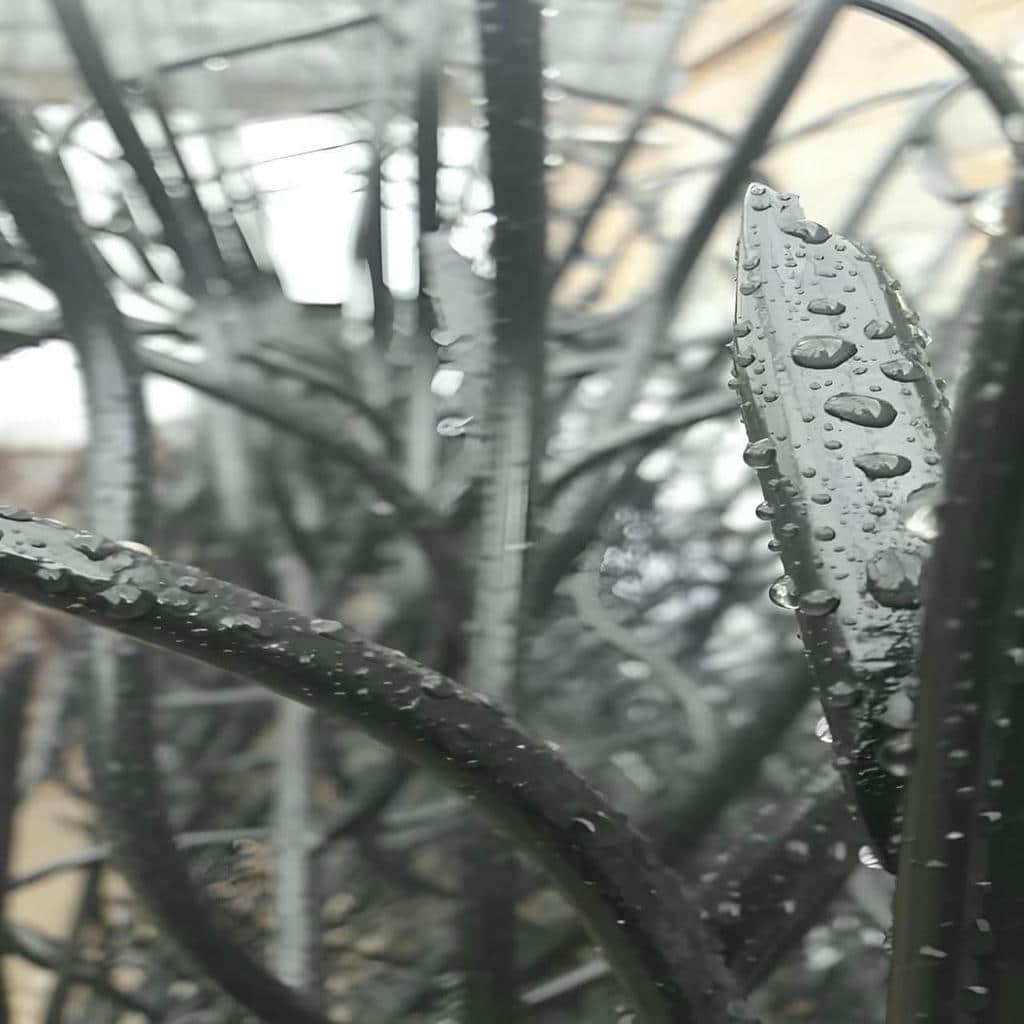 حفاظ شاخ گوزنی در چابهار
