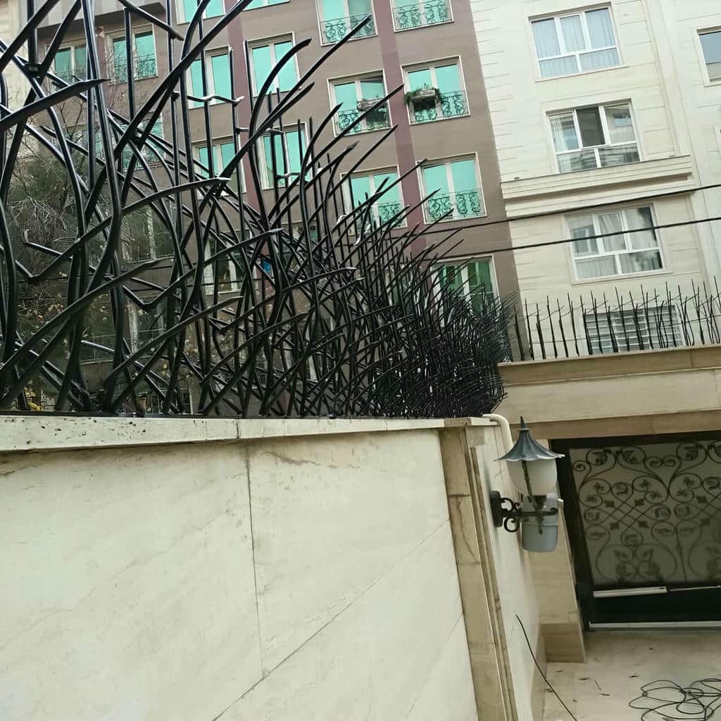 حفاظ شاخ گوزنی در محمدشهر