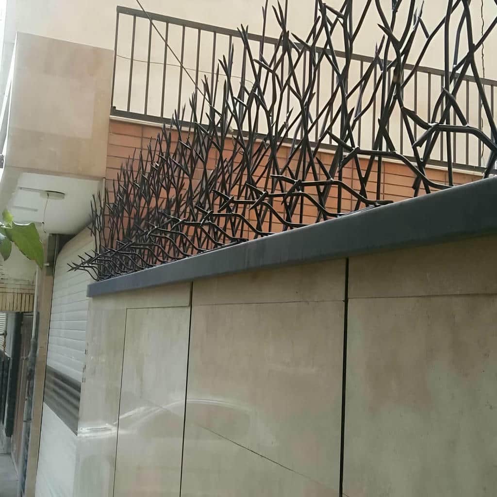 توضیحات حفاظ شاخ گوزنی در استان خوزستان