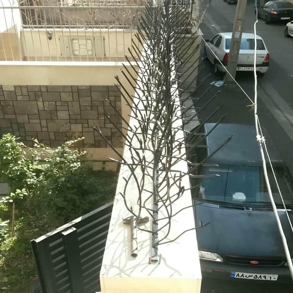 مشخصات حفاظ شاخ گوزنی در شیراز