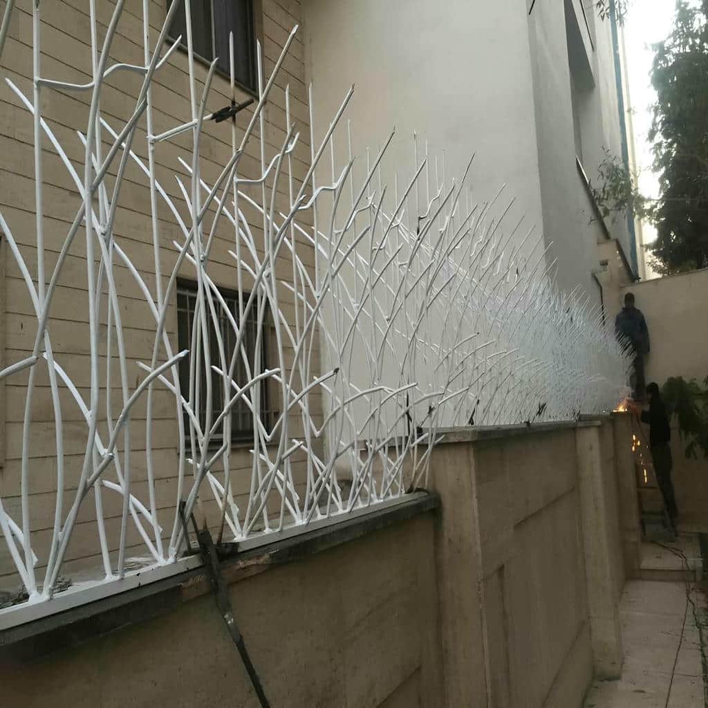 حفاظ شاخ گوزنی در نظرآباد