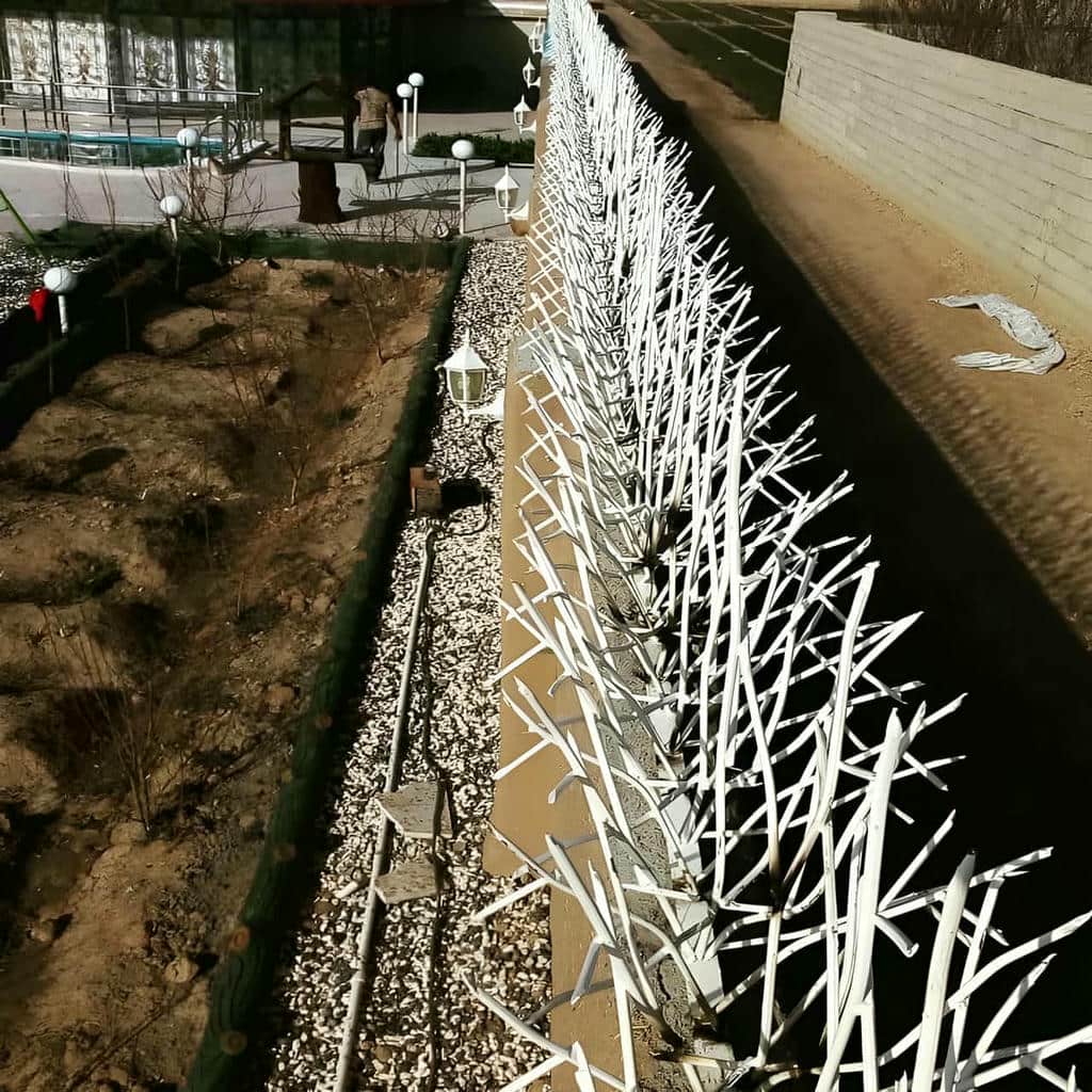 معرفی حفاظ شاخ گوزنی در رشت