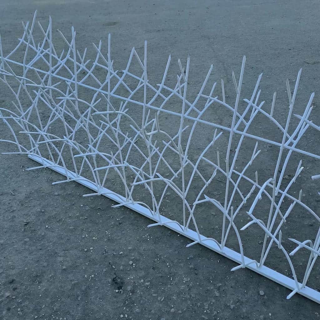 مقایسه حفاظ شاخ گوزنی در اهواز