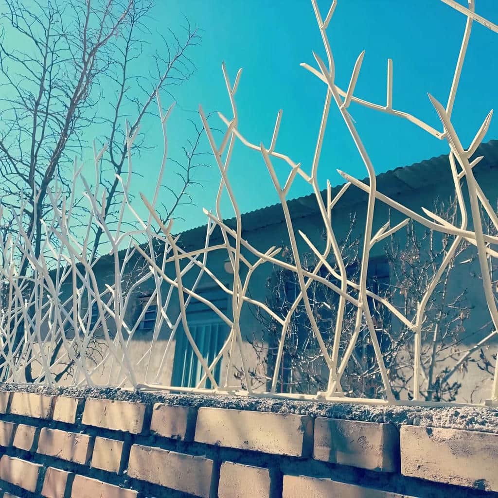 حفاظ شاخ گوزنی در کیش