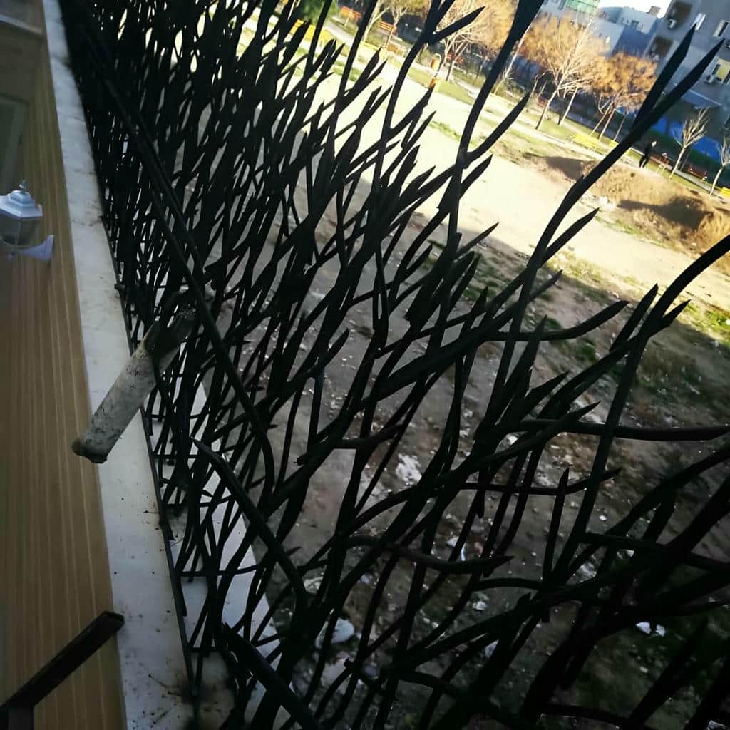 مقایسه حفاظ شاخ گوزنی در ساری