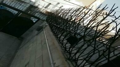 حفاظ شاخ گوزنی در کرمان