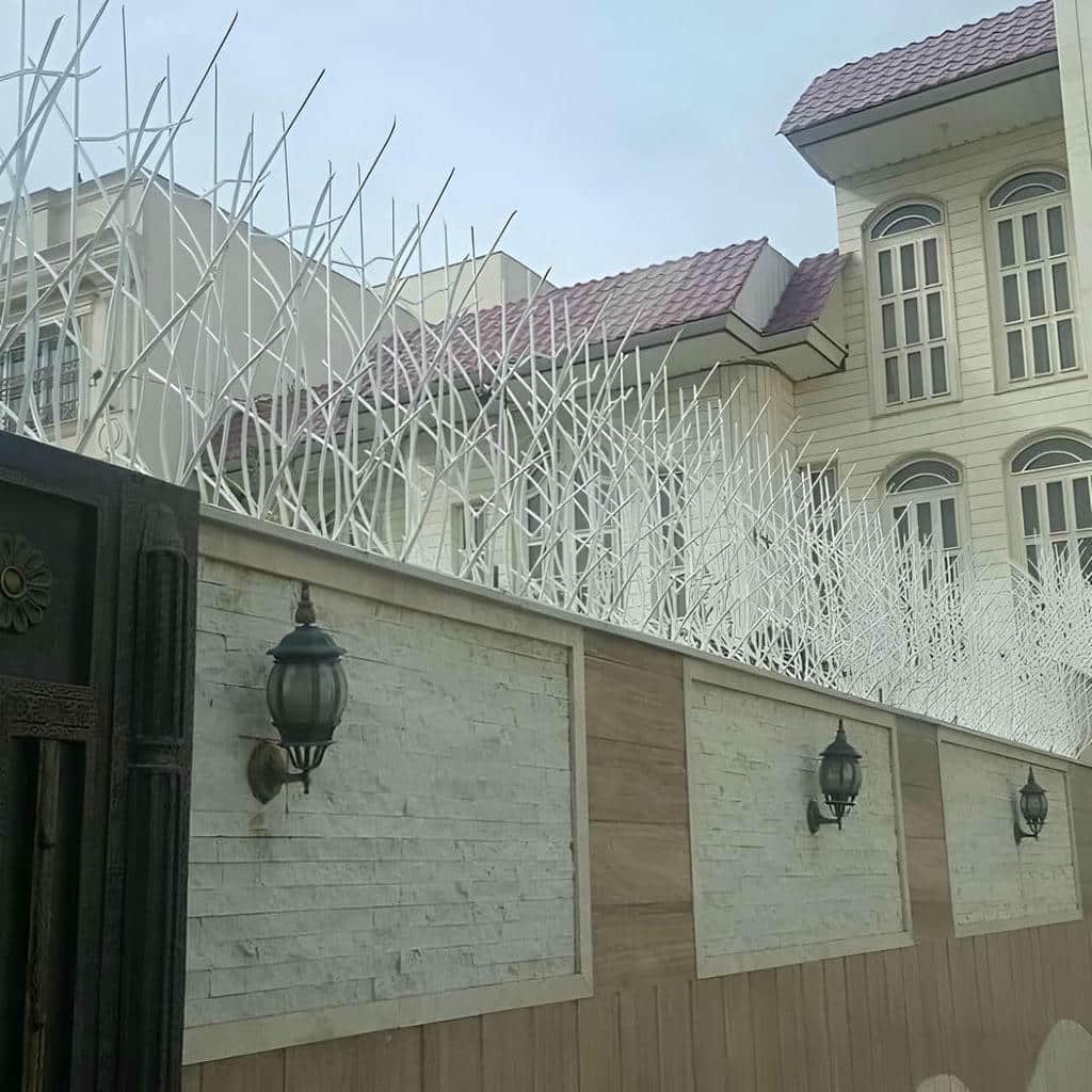 حفاظ شاخ گوزنی در لواسان