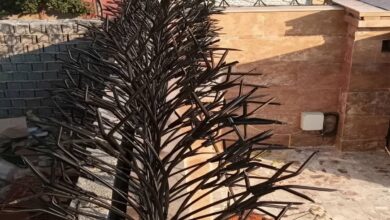 حفاظ شاخ گوزنی برای محوطه باغ ویلا چه کاربردی دارد ؟